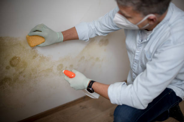 Best DIY Mold Remediation Support Services in Crawford, GA