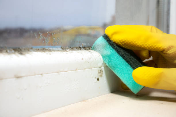 Best Insurance-Related Mold Remediation in Crawford, GA