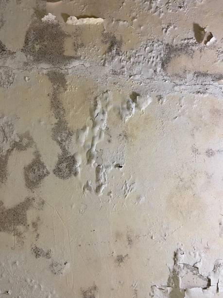 Best Industrial Mold Remediation in Crawford, GA