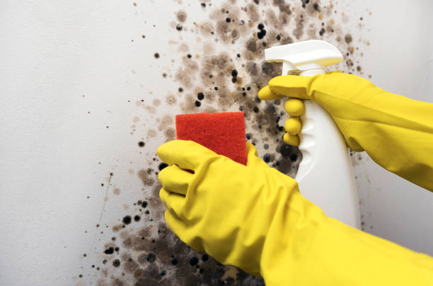 Best Preventive Mold Services in Crawford, GA